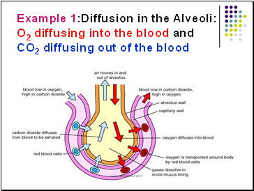 Example 1:Diffusion in the Alveoli: O2 diffusing into the blood and CO2 diffusing out of the blood