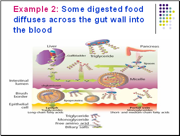 Example 2: Some digested food diffuses across the gut wall into the blood
