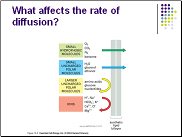 What affects the rate of diffusion?