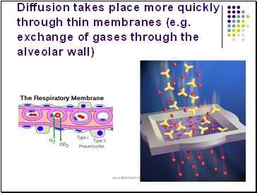 Diffusion takes place more quickly through thin membranes (e.g. exchange of gases through the alveolar wall)