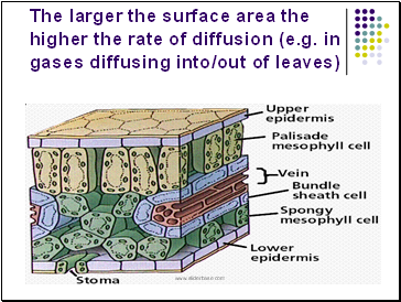 The larger the surface area the higher the rate of diffusion (e.g. in gases diffusing into/out of leaves)