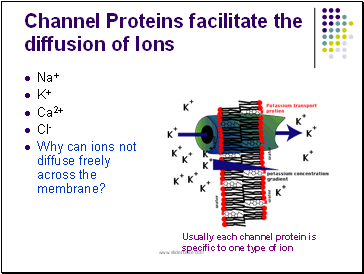 Channel Proteins facilitate the diffusion of Ions