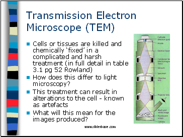 Transmission Electron Microscope (TEM)