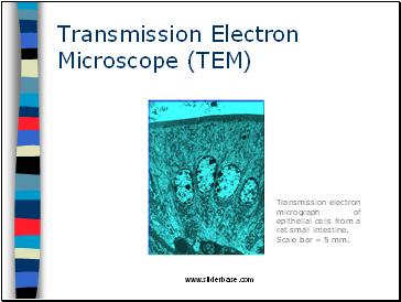 Transmission Electron Microscope (TEM)