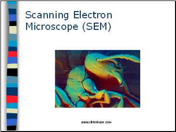 Scanning Electron Microscope (SEM)