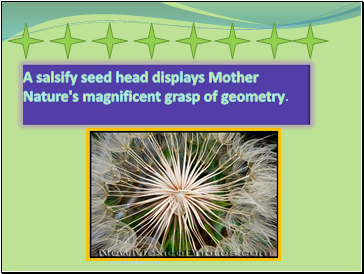 A salsify seed head displays Mother Nature's magnificent grasp of geometry.