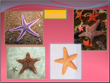 Starfish