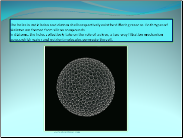 The holes in radiolarian and diatom shells respectively exist for differing reasons. Both types of skeleton are formed from silicon compounds. In diatoms, the holes collectively take on the role of a sieve, a two-way filtration mechanism across which water and nutrient molecules permeate the cell.