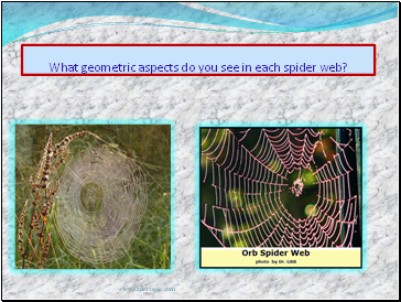 What geometric aspects do you see in each spider web?