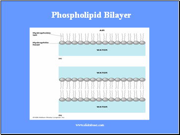 Phospholipid Bilayer