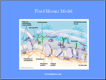 Fluid Mosaic Model