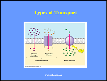 Types of Transport