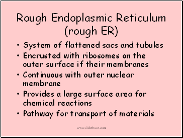 Rough Endoplasmic Reticulum (rough ER)