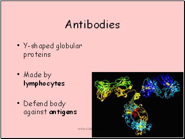 Antibodies