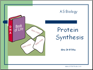 Protein Synthesis