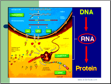 Protein synthesis 