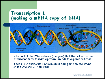 Transcription 1 (making a mRNA copy of DNA)