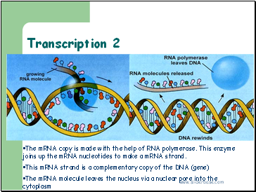 Transcription 2