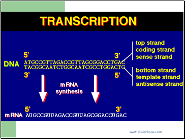 Transcription 2