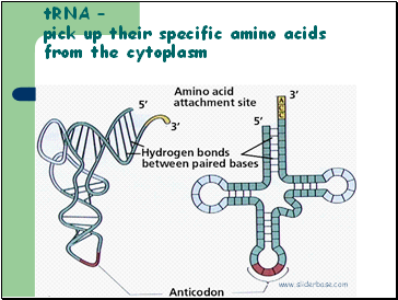 tRNA – pick up their specific amino acids from the cytoplasm