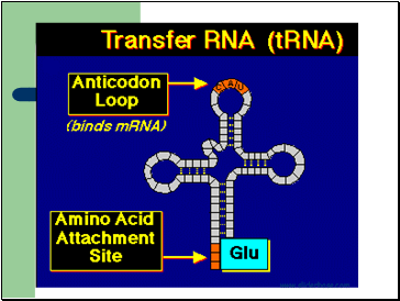 Transcription 2