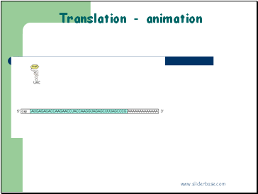 Translation - animation
