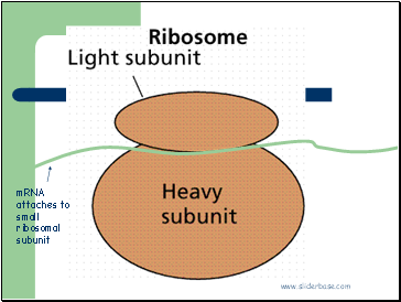 mRNA attaches to small ribosomal subunit
