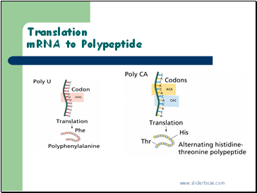 Translation mRNA to Polypeptide