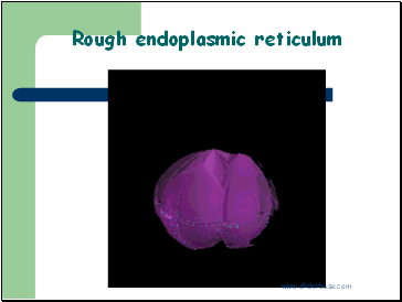 Rough endoplasmic reticulum