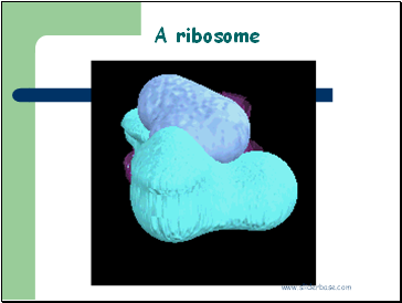 A ribosome