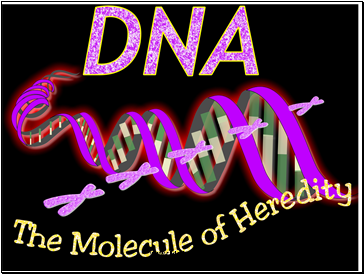 Protein Synthesis