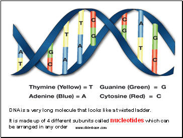 DNA is a very long molecule that looks like a twisted ladder.