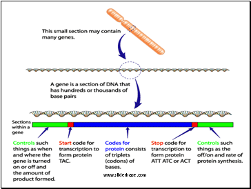 Protein Synthesis