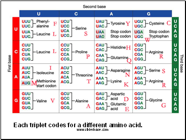 Each triplet codes for a different amino acid.