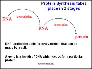 DNA carries the code for every protein that can be made by a cell.