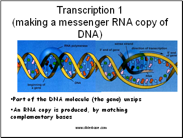 Part of the DNA molecule (the gene) unzips