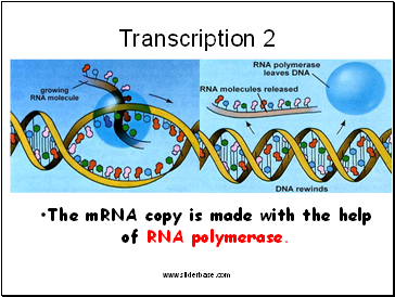 Transcription 2