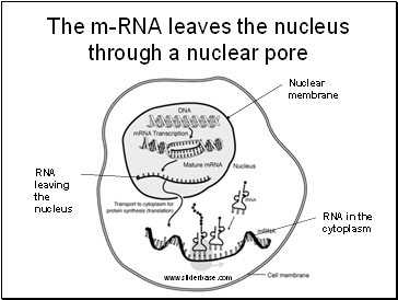 The m-RNA leaves the nucleus through a nuclear pore