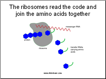 The ribosomes read the code and join the amino acids together