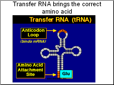 Transfer RNA brings the correct amino acid