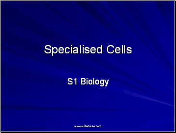 Specialised Cells