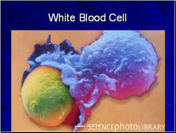 White Blood Cell