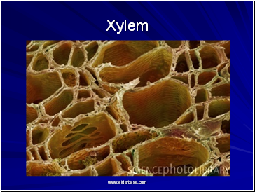 Xylem