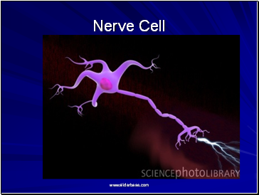 Nerve Cell