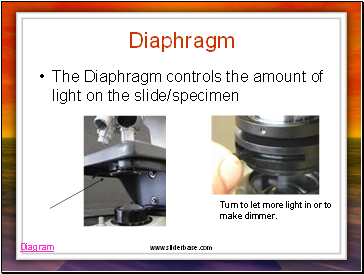 Diaphragm