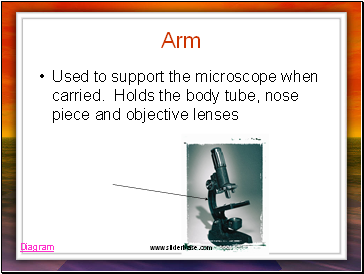 Arm
