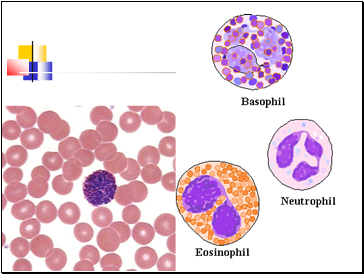 Type of WBCs