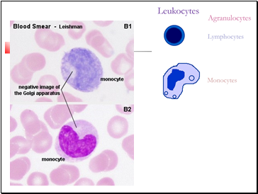 Type of WBCs