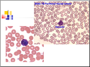 White  Blood Corpuscles