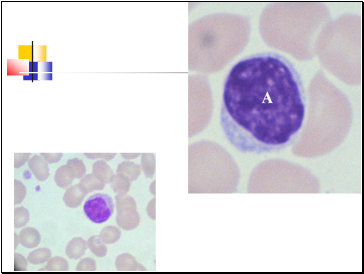 Agranulocytes